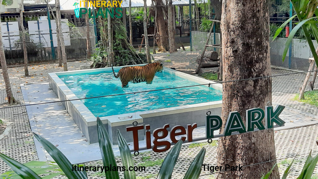 tiger-park-pattaya