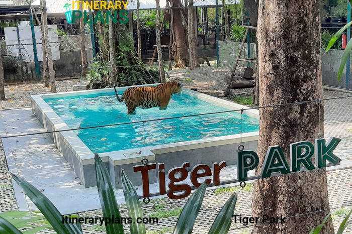 Tiger Park Pattaya Itinerary: Complete Travel Guide