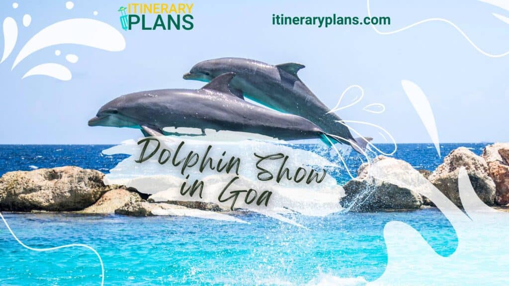 dolphin show in Goa