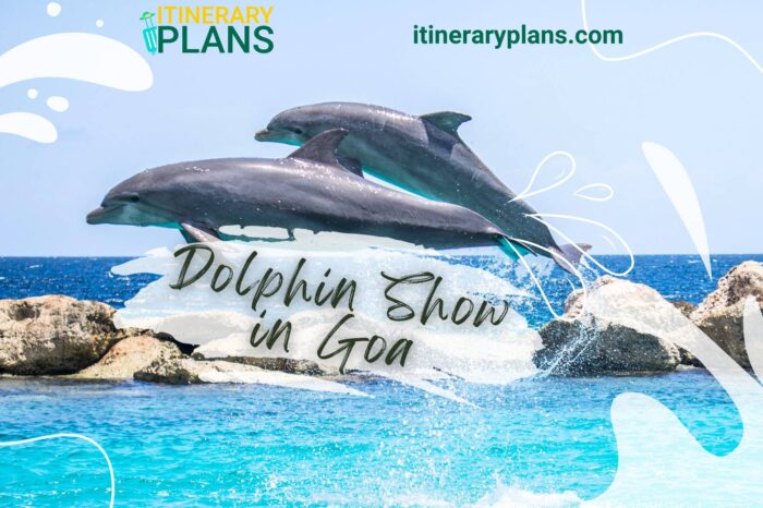 Dolphin Show in Goa 2024
