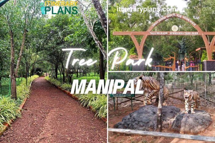 Tree Park Manipal | Salu Marada Thimmakka Tree Park