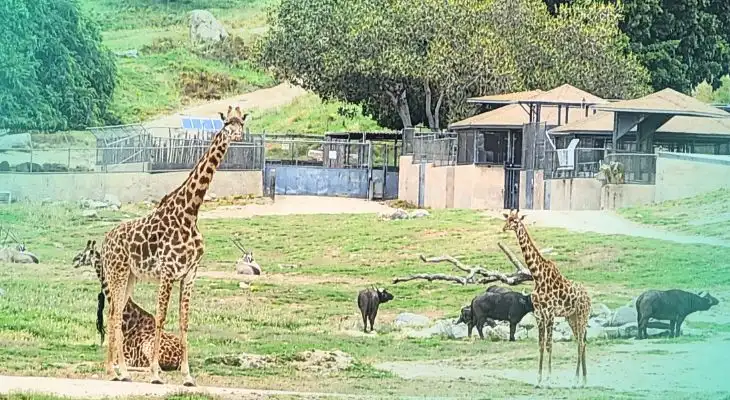 San Diego Zoo