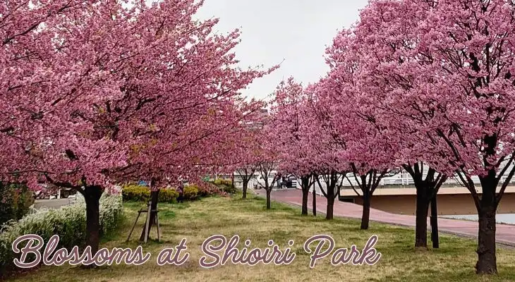 blossoms at shioiri park
