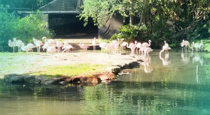 brevard zoo