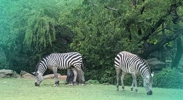 fort worth zoo