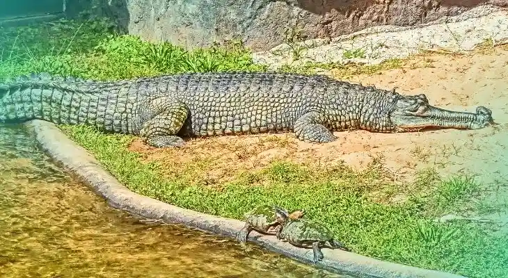 honolulu zoo