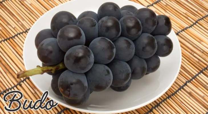 japanese grapes budo 葡萄
