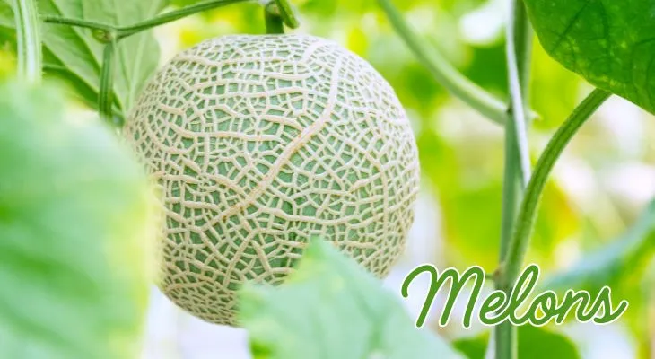 japanese melons