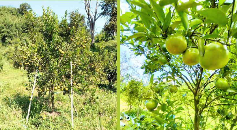 Uncle Yai Orange Garden