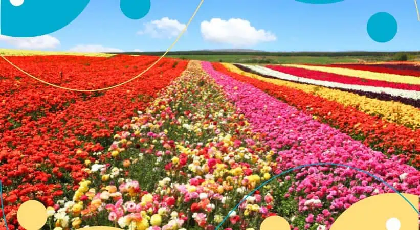 Visit the Flower Fields at Carlsbad Ranch