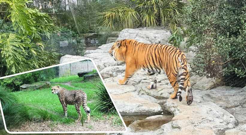 Auckland Zoo