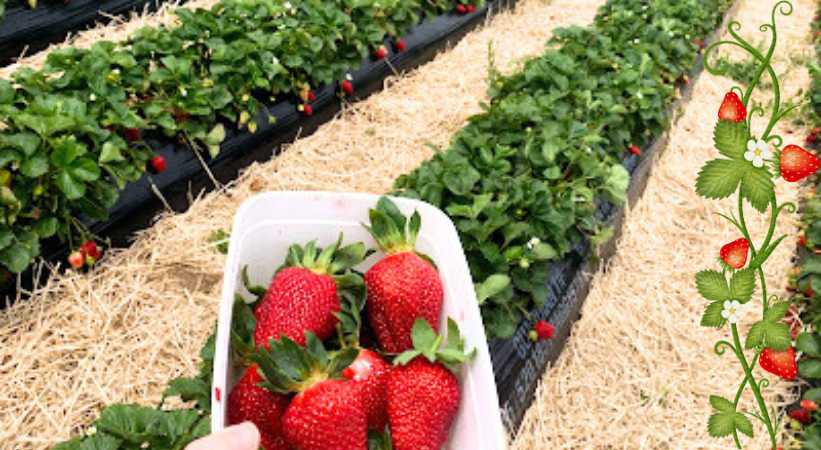 Clevedon Strawberries