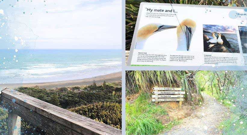 Muriwai Lookout