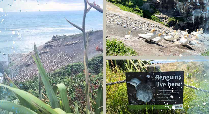 Muriwai Regional Park