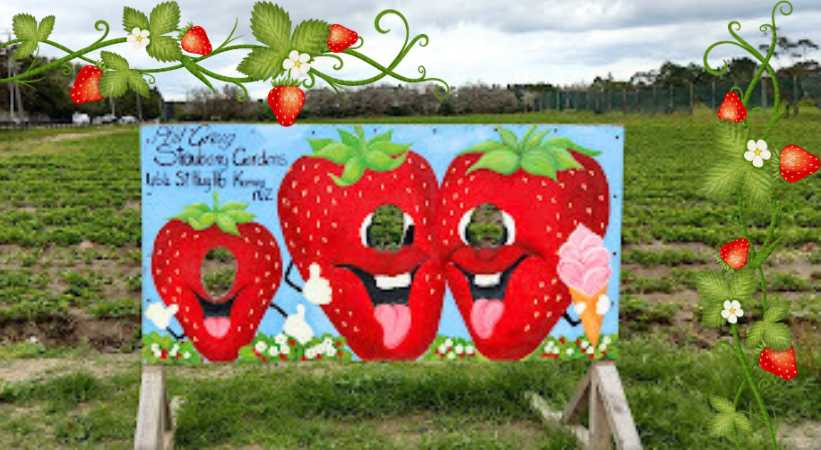 Phil Greig Strawberry Gardens