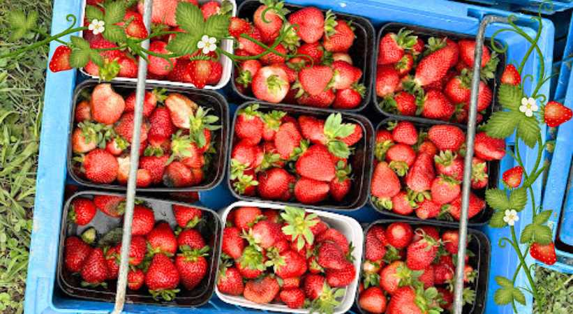 Zaknich Farms Strawberry Gardens