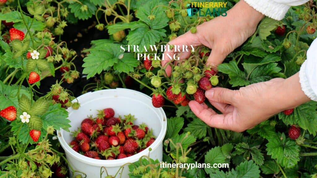 Strawberry Picking Auckland