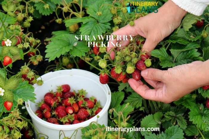 Top Farms for Strawberry Picking in Auckland