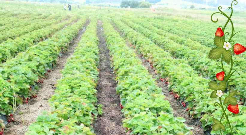 Sweet Red Strawberries