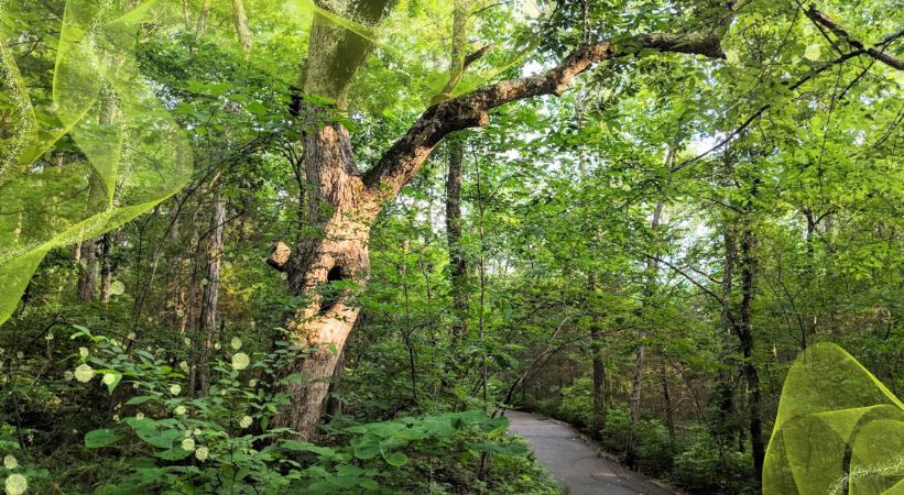 barfield crescent park photo