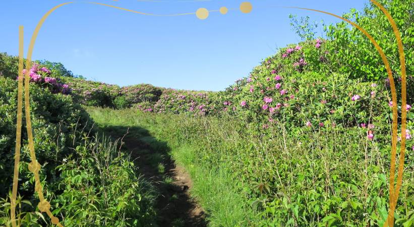 Craggy Gardens