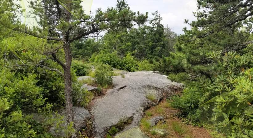 Flat Rock Loop Trail photo