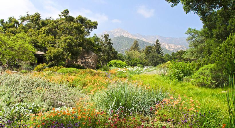 Credit: Santa Barbara Botanic Garden