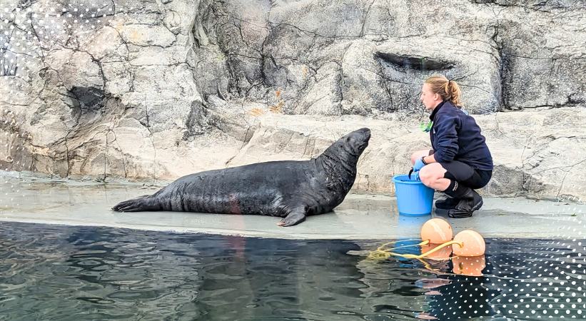 the seal sanctuary wildlife centre image