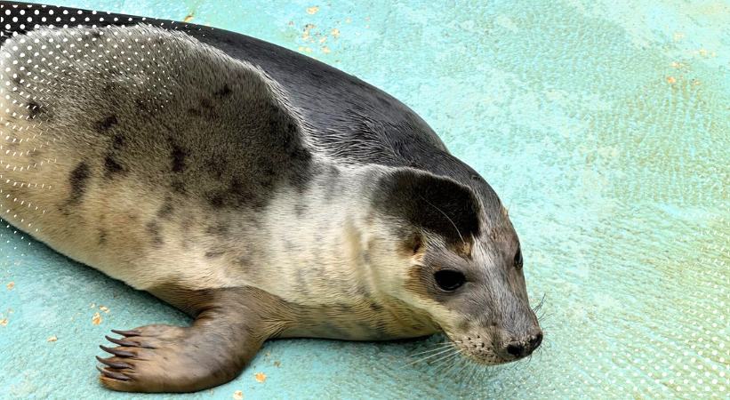 the seal sanctuary wildlife centre photo