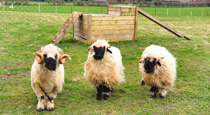 walby park farm animals