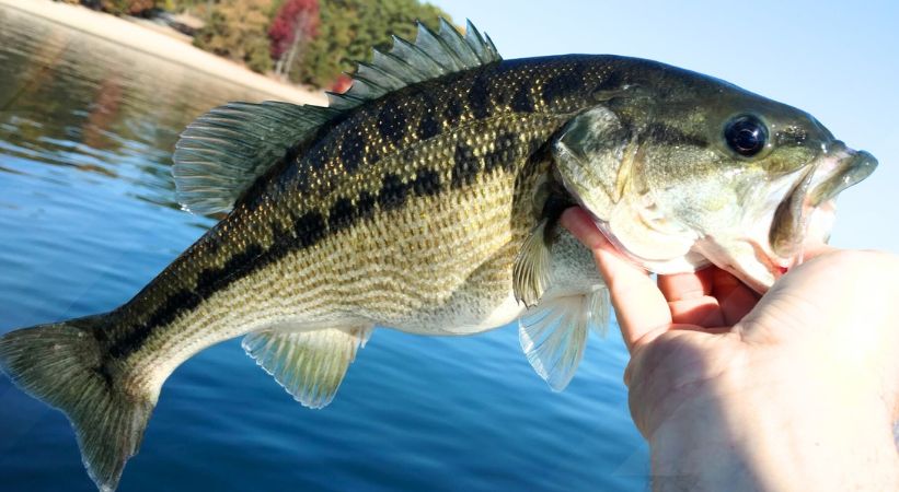 Shady grove campground ga fishing