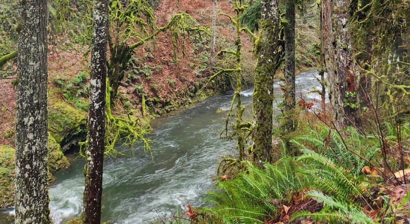 Abiqua falls trailhead