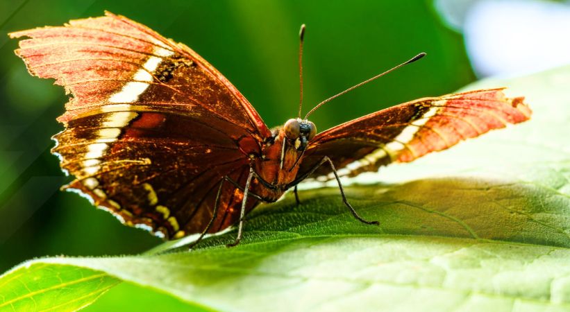 Butterfly Garden