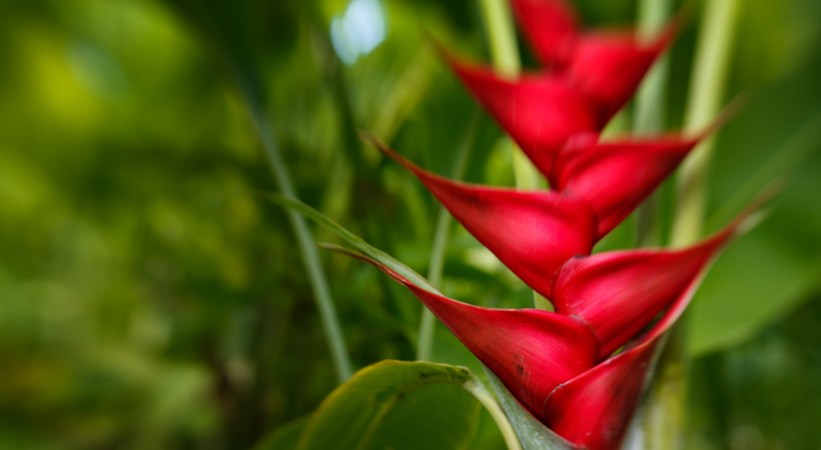 Heliconias