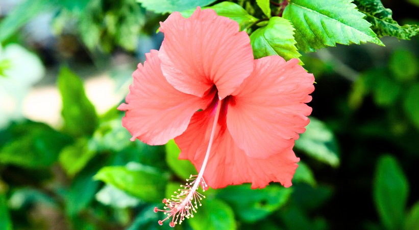 Hibiscus