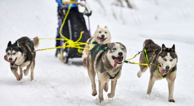 Husky Sledding