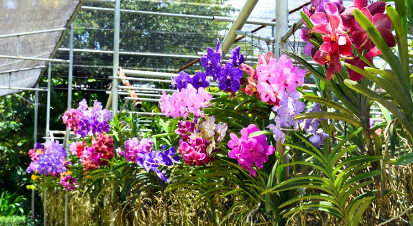 Monteverde Orchid Garden