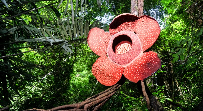 Rafflesia arnoldii