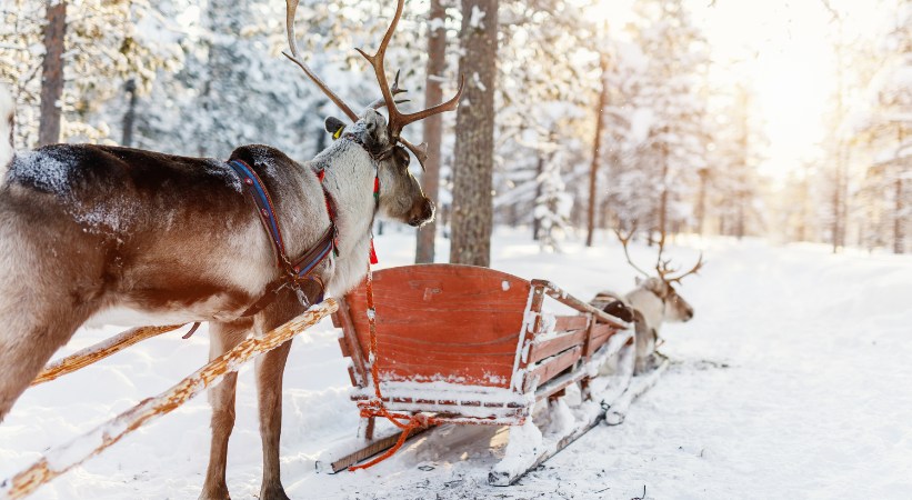 Reindeer Safari