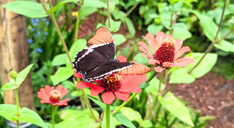 Spirogyra butterfly garden photos