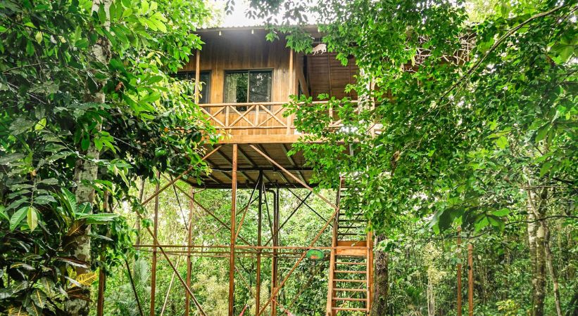 Tree Houses Hotel Rooms