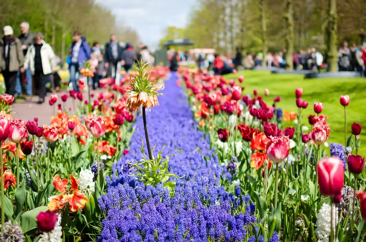 Keukenhof Flower Festival