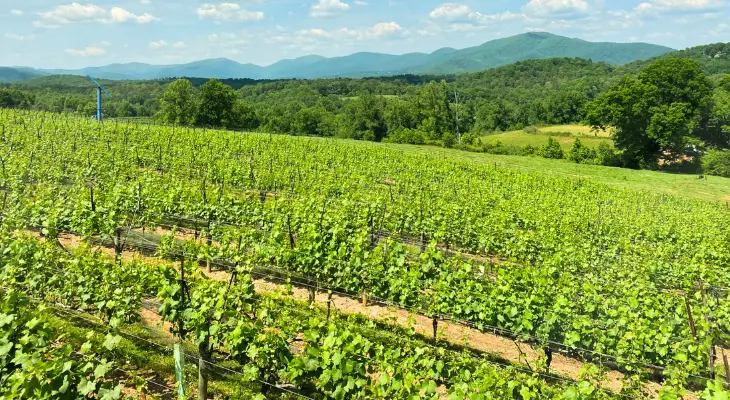 North Georgia Wine Country