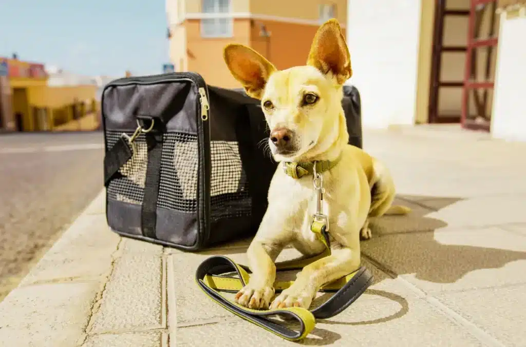 Best Travel Suitcases for Dogs – A Must-Have for Trips Travel Suitcase For Dogs