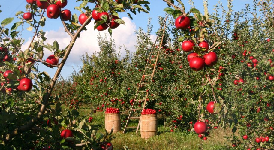 Apple Farms