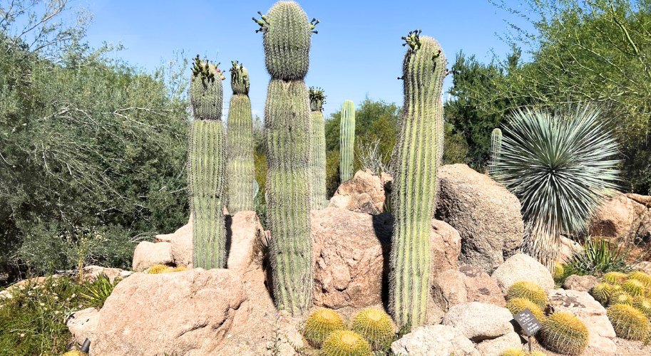 Desert Botanical Garden