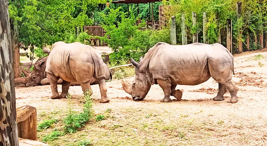 Cameron Park Zoo