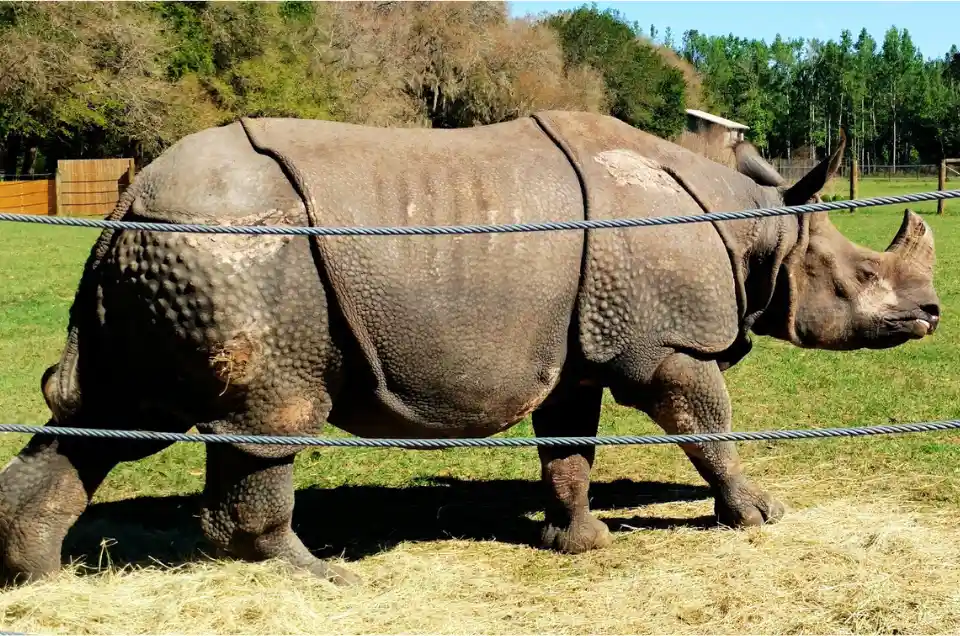 Carson Springs Wildlife Conservation Foundation Rhinoceros