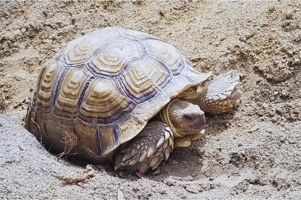 Carson Springs Wildlife Conservation Foundation Turtle