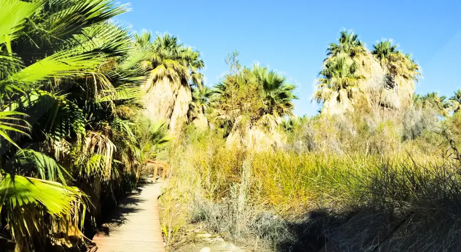 Coachella Valley Preserve